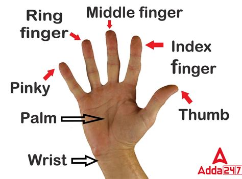 Finger .